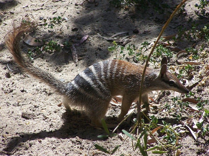 Numbat at zoo.