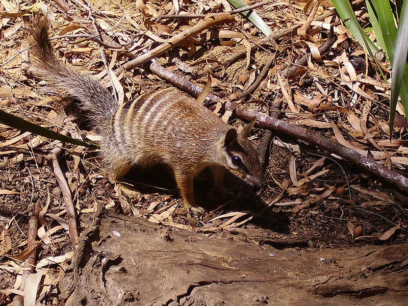 Numbat by log.