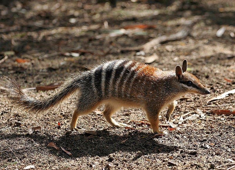 Numbat walking.