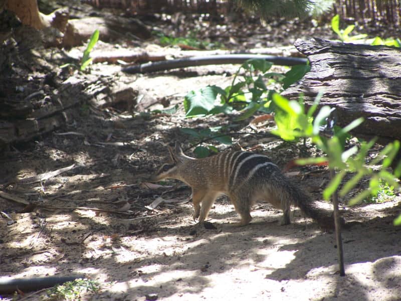 Numbat in a forest.