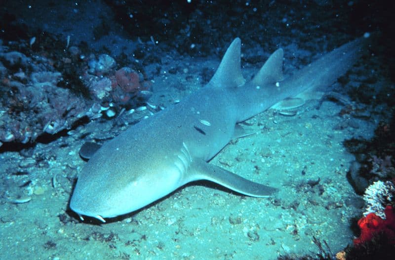 Nurse Shark - A-Z Animals