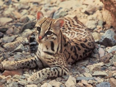 A Leopardus pardalis