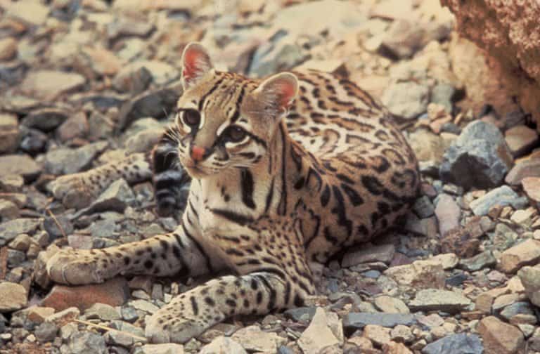 Русский: Оцелот (Leopardus pardalis)