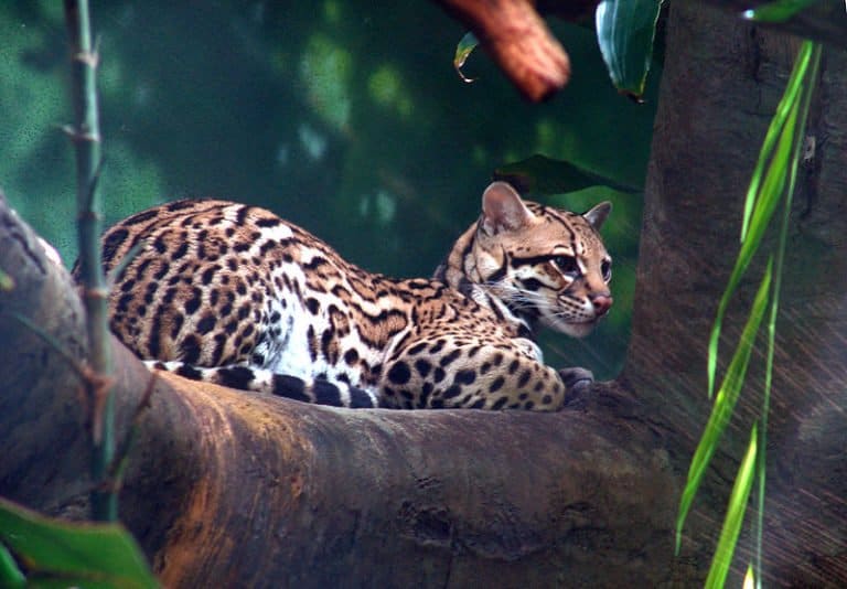 The ocelot at Woodland Park Zoo in Seattle, Washington