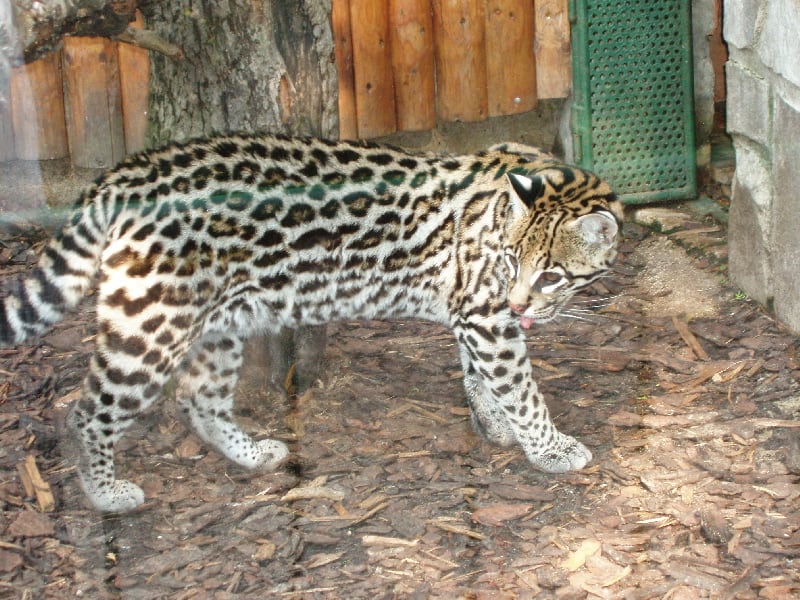 domesticated ocelot