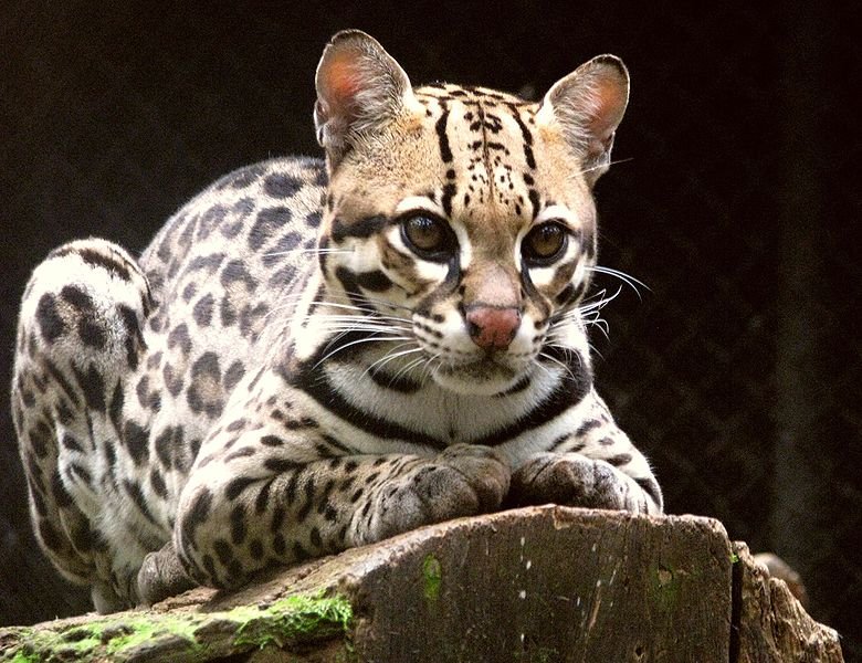 Ocelot Animal Facts | Leopardus pardalis | AZ Animals