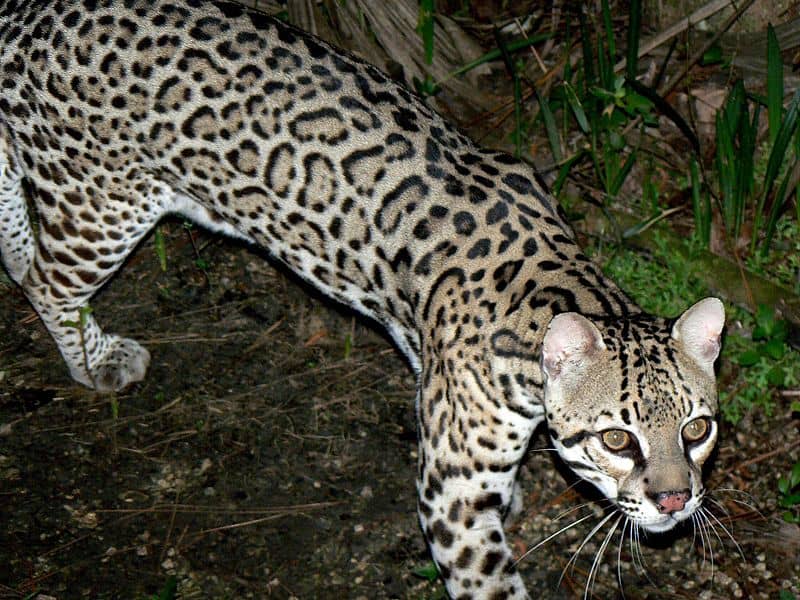 Leopardus pardalis Ocelot at Belize Zoo, Belize.