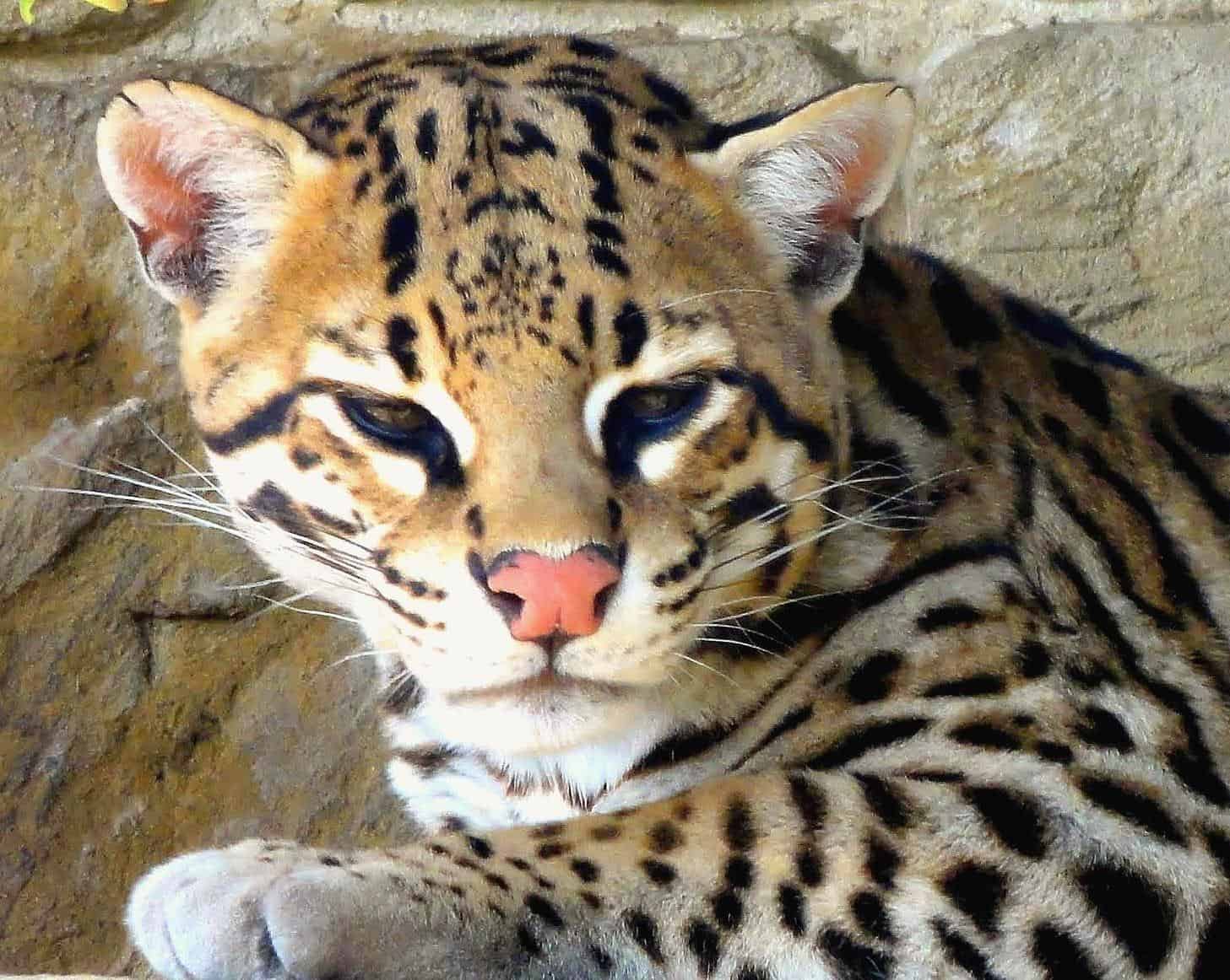 Ocelot Animal Facts Leopardus Pardalis A Z Animals