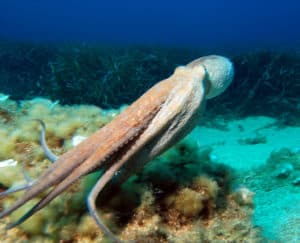 octopus intelligence experiment takes an unexpected turn