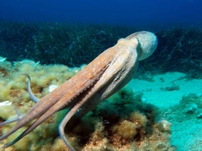 Octopus Picture