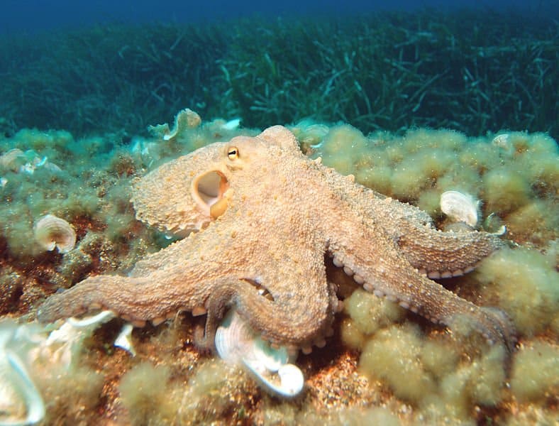 where can you buy the reversible octopus