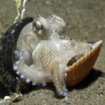 Octopus marginatus hiding between two shells from East Timor