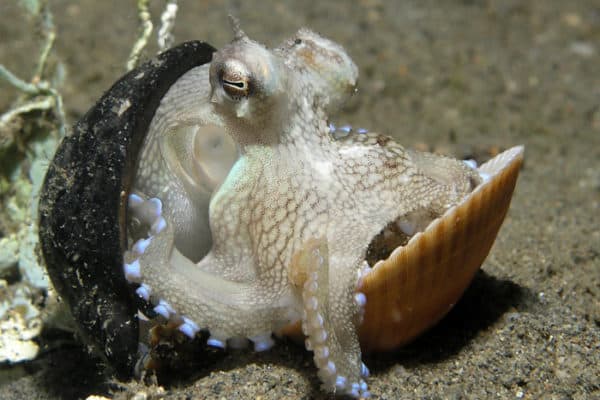 Octopus marginatus hiding between two shells from East Timor