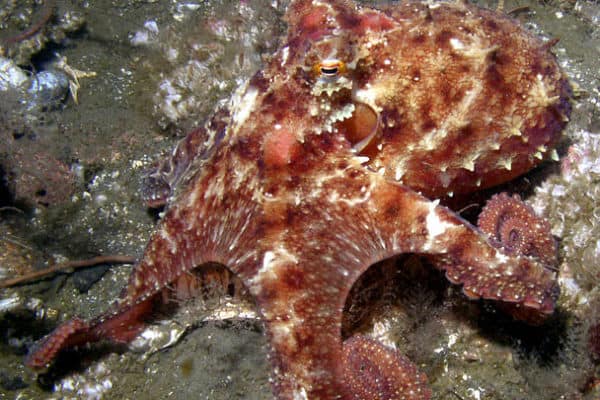 An East Pacific Red Octopus (Octopus rubescens)