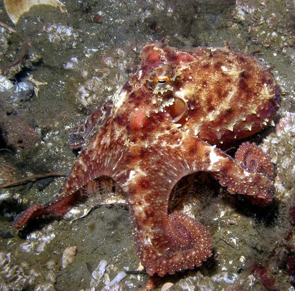 phylum mollusca octopus