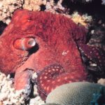 Octopus macropus, Red Sea