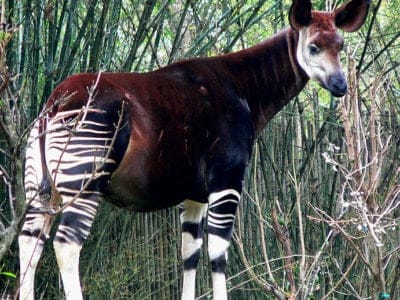 A Okapi
