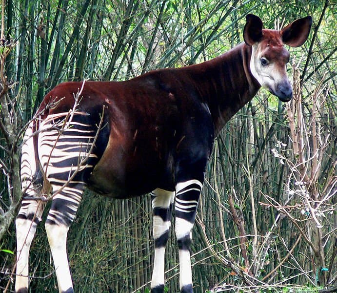 okapi blue tongue