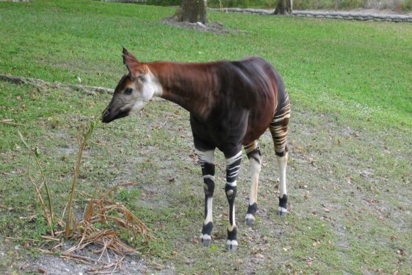 Okapi Animal Facts | Okapia johnstoni | AZ Animals