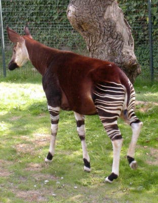 Okapi Okapia Johnstoni Incredible Facts A Z Animals