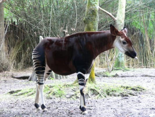 Okapi Animal Facts - Okapia johnstoni - A-Z Animals