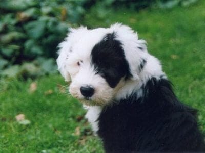 Old English Sheepdog Picture