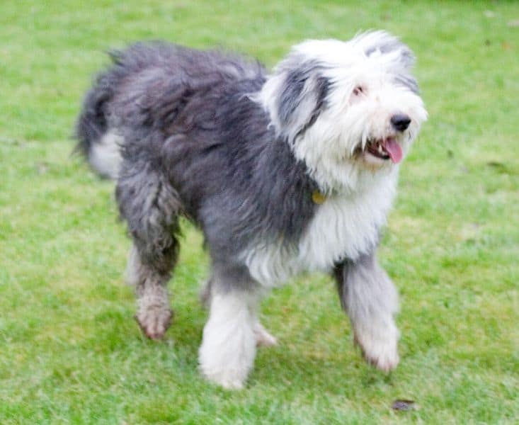 does the old english sheepdog have pseudorabies