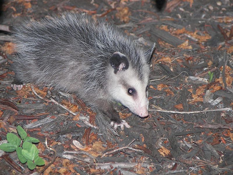 Young opossum looking for food
