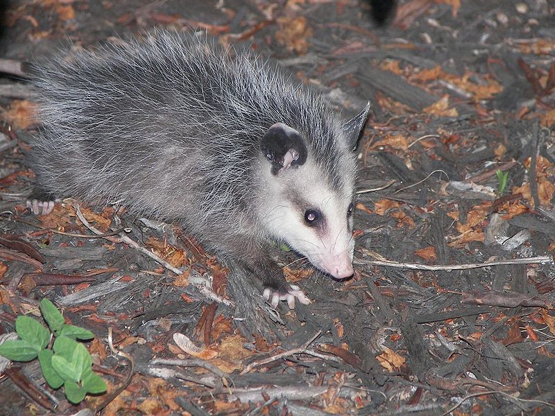 Young Opossum looking for food