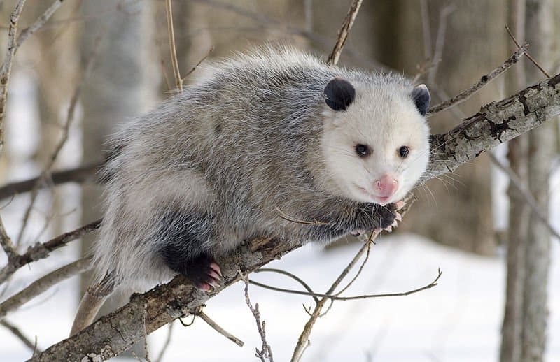 North American Opossum with winter coat.