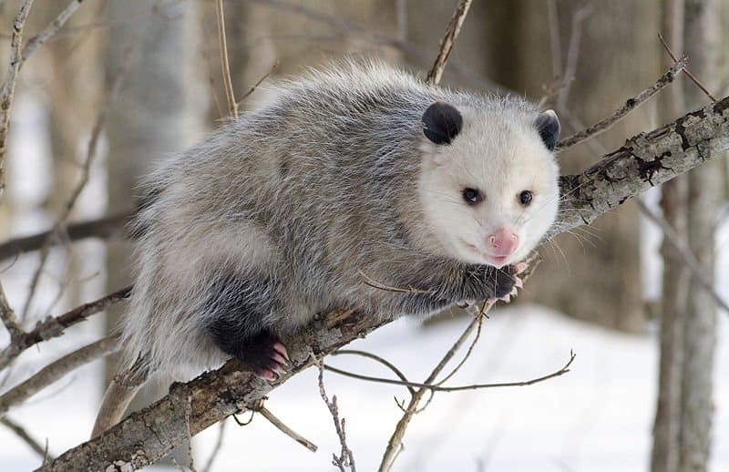 Australian Possum vs American Opossum