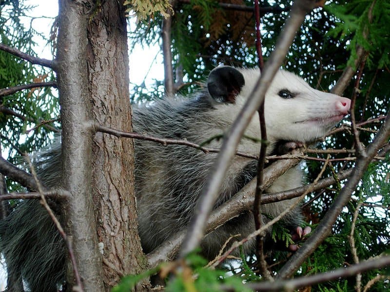 Virginia Opossum (Didelphis virginiana) in a juniper tree in northeastern Ohio.