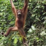 Orangutan