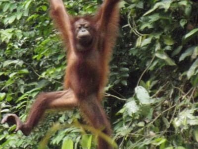A Orangutan