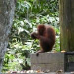 Bornean Orang-utan at Sepilok Orangutan Rehabilitation Centre, Sabah