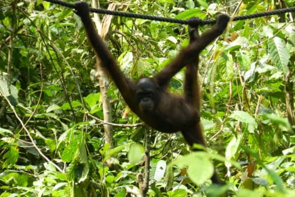 Bornean Orang-utan at Sepilok Orangutan Rehabilitation Centre, Sabah
