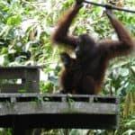 Bornean Orang-utan with baby at Sepilok Orangutan Rehabilitation Centre, Sabah