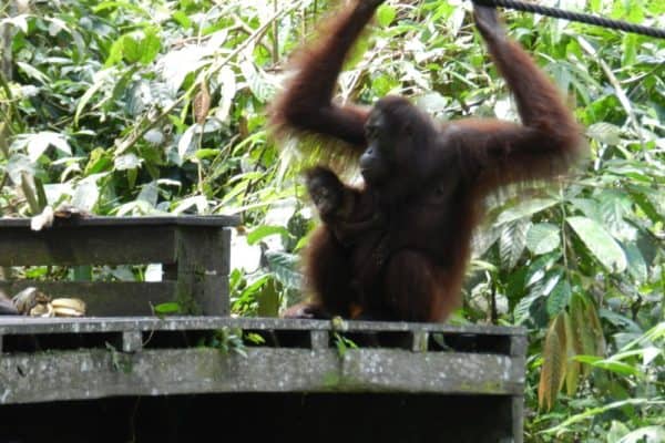 Bornean Orang-utan with baby at Sepilok Orangutan Rehabilitation Centre, Sabah