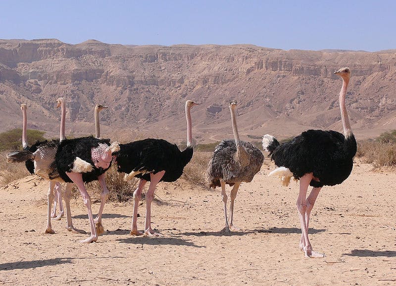 One List of all Ostrich colors