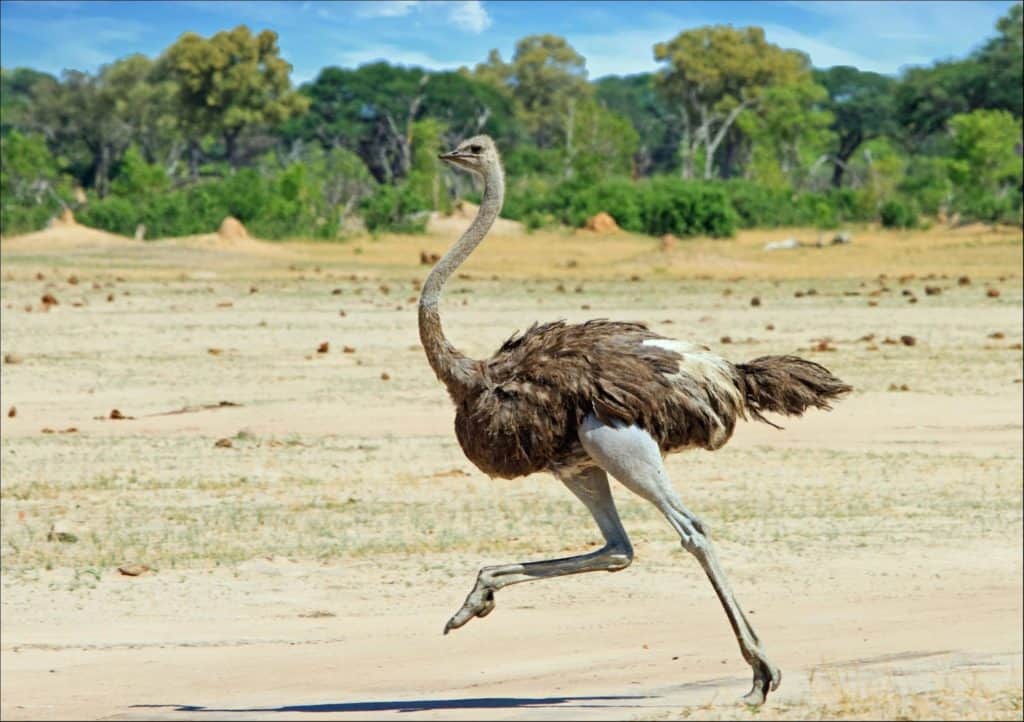 Ostrich