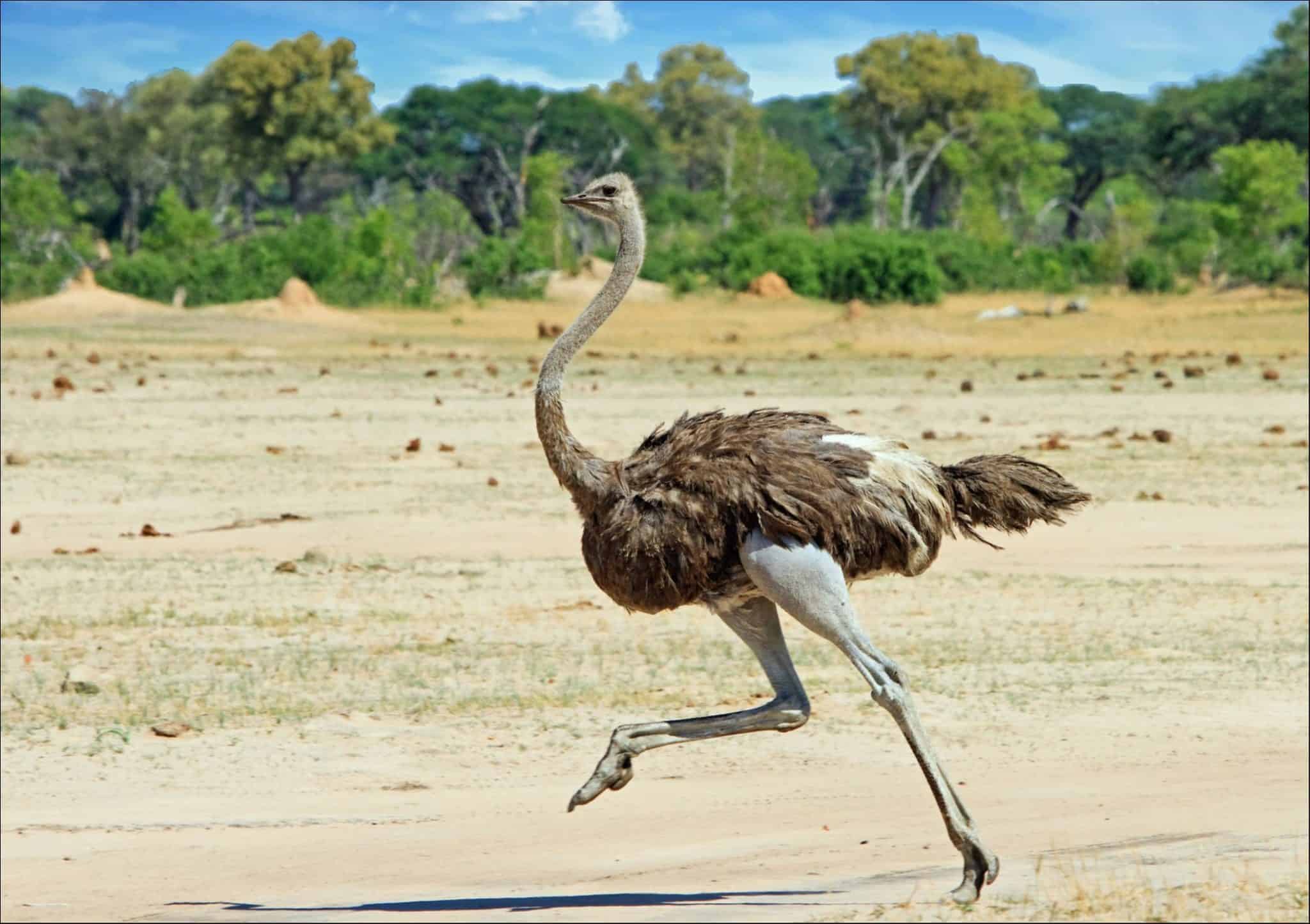 Emu vs. Ostrich: 9 Key Differences Between These Giant Birds - A-Z Animals