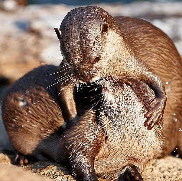 Otter Animal Facts | Lutra Canadensis - AZ Animals