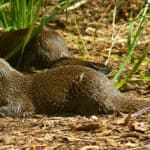 Asian small-clawed otter (Aonyx cinerea)