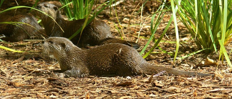 Asian small-clawed otter, Aonyx cinerea