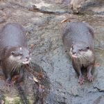 Two Oriental Small-Clawed Otters