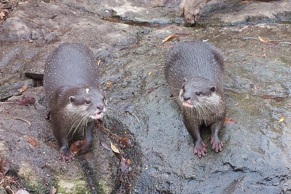 Two Oriental Small-Clawed Otters