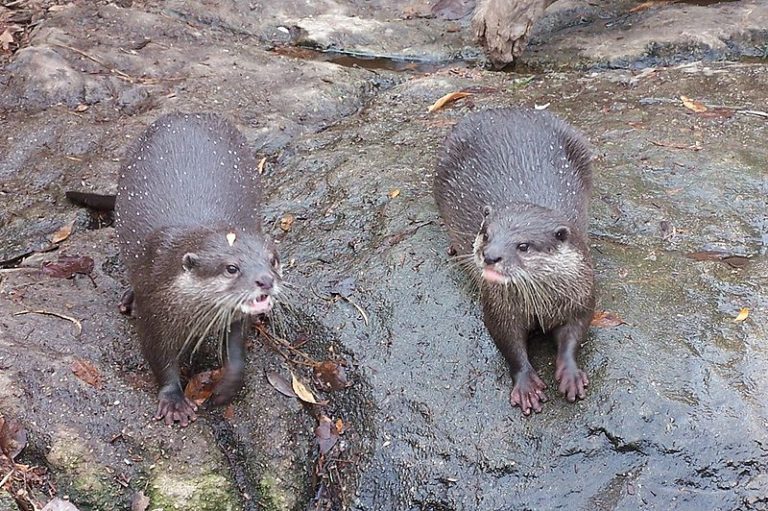 Two Oriental Small-Clawed Otters at the National Zoo & Aquarium, Canberra.