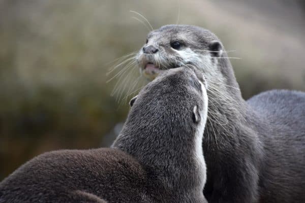 A pair of Otters (Lutra Canadensis) at Colchester Zoo, UK.
