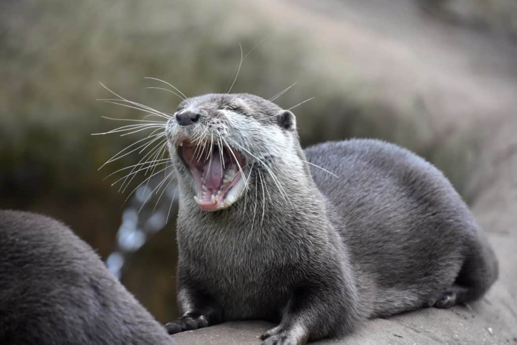 Otter Vs Mink