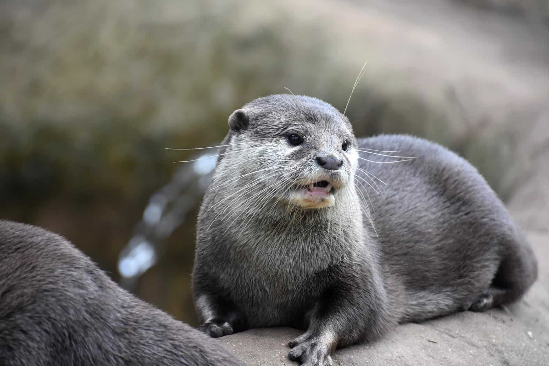 Otter sitting on a rock